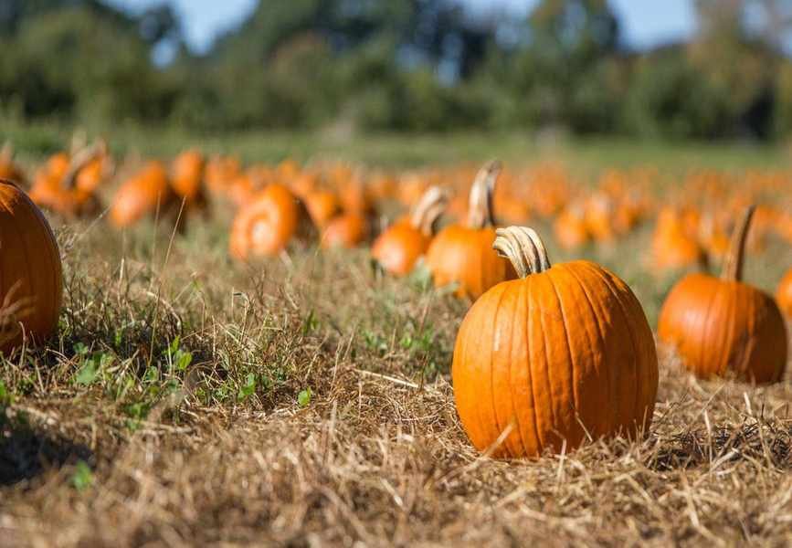 How to Cure Pumpkins for Maximum Longevity