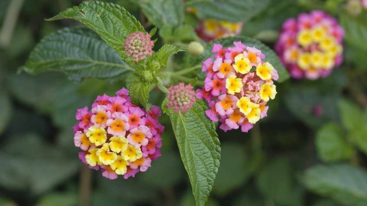 Mastering Lantana Deadheading for Longer Blooms and Control