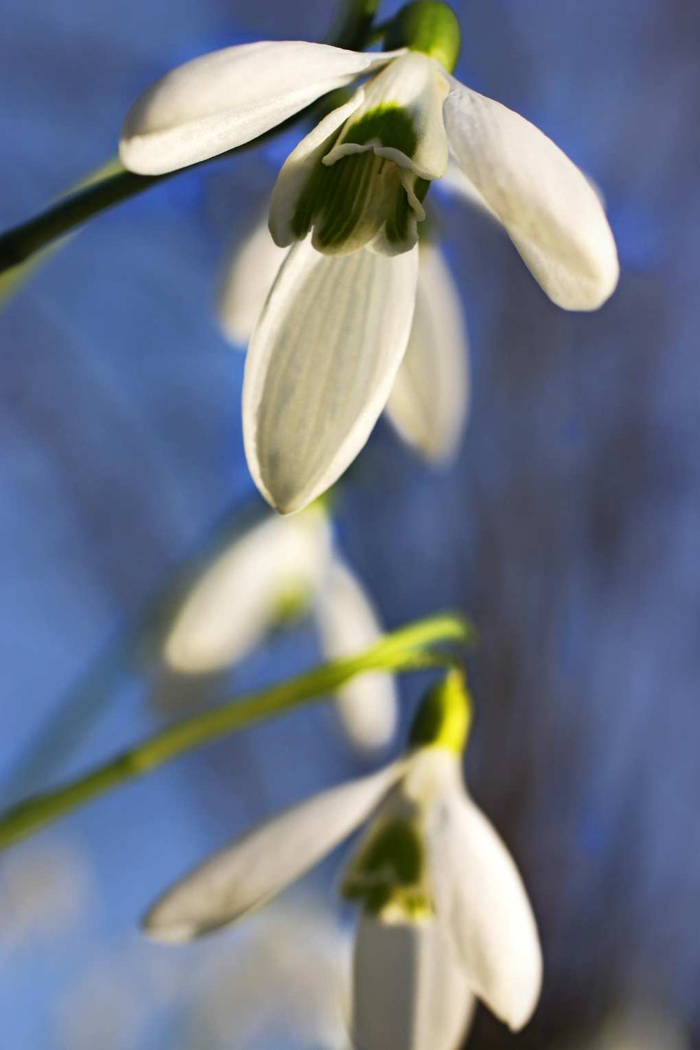 Galanthus Atkinsii