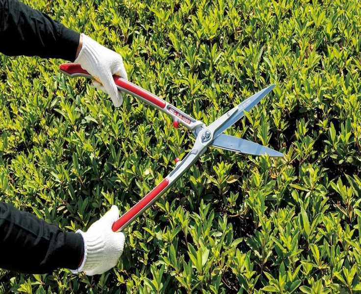 Top Hedge Shears for Pruning Your Garden with Ease
