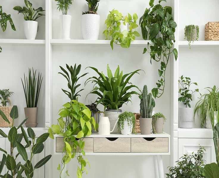 Do Houseplants Need Grow Lights in Winter? Here's What You Should Know