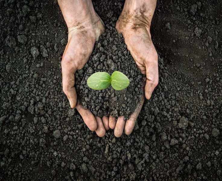 Can Soil Improve Our Happiness and Health? Discover Its Surprising Benefits