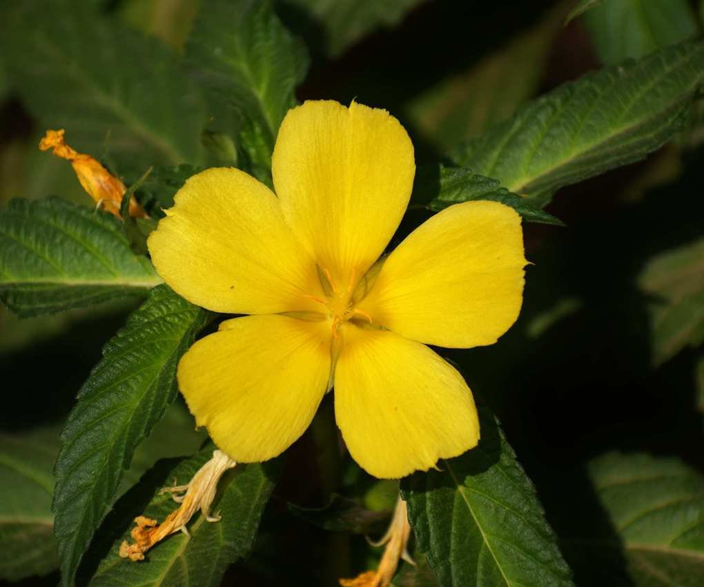 Yellow alder