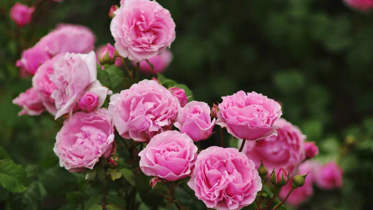 Growing Roses in Pots: Tips for Thriving Container Roses