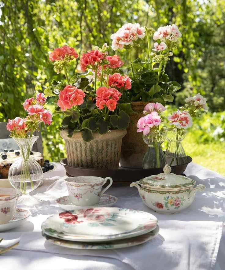 Potted pelargonium on outdoor dining table