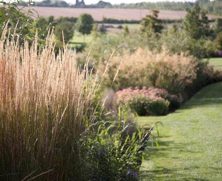 A close-up shot of ornamental grassed