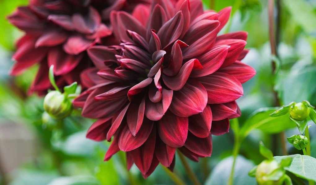 Companion Plants for Dahlias – 5 Ideal Choices for Stunning Gardens