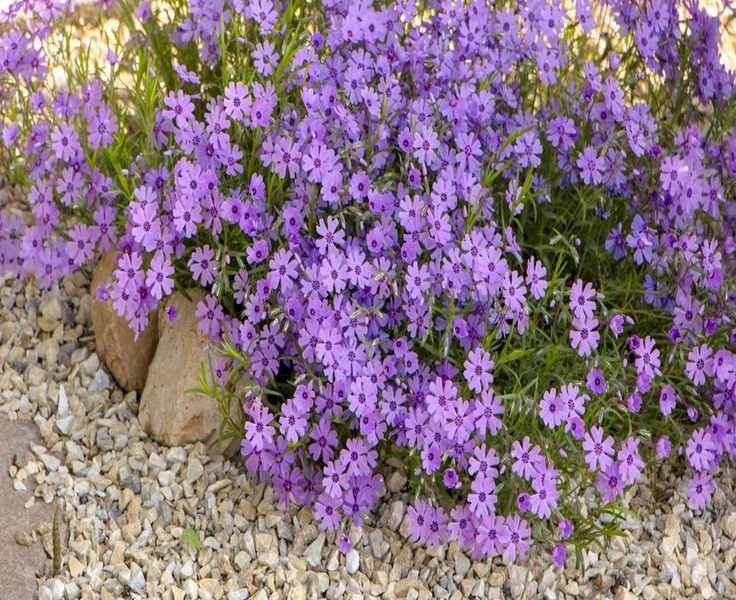 Vibrant Ground Cover Plants – 12 Low-Growing Varieties for Your Garden