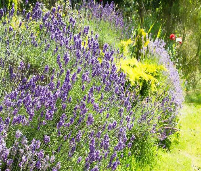 When to Move Lavender – Safely Transplant Your Plants