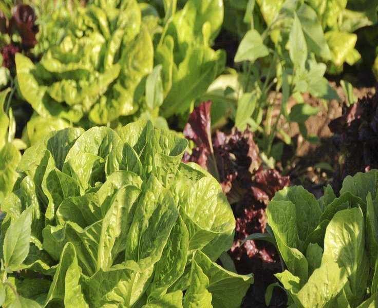 Essential Companion Plants for Lettuce: What to Grow and Avoid