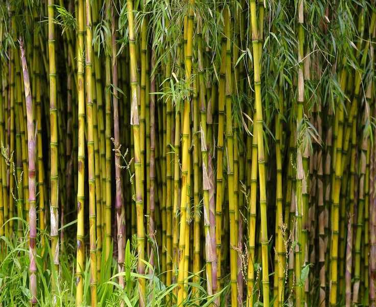 Effective Strategies to Prevent Bamboo from Spreading
