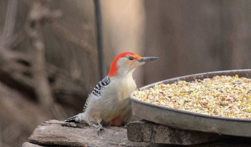 Identifying Infected Bird Feeders: Key Signs and Prevention Tips