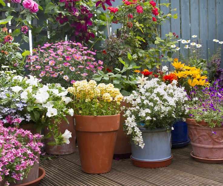 Container garden