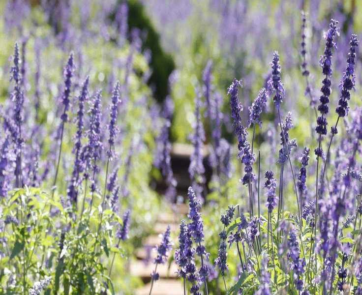 Why Salvia is the Must-Have Perennial for Your Garden