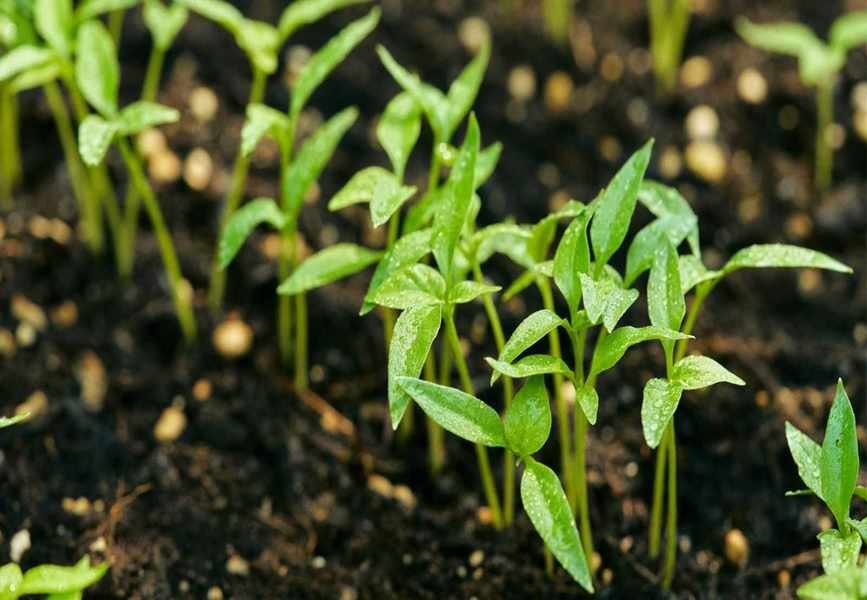 Heatwave Hits Eastern US: Protect Your Seedlings with This Essential Shade Cloth