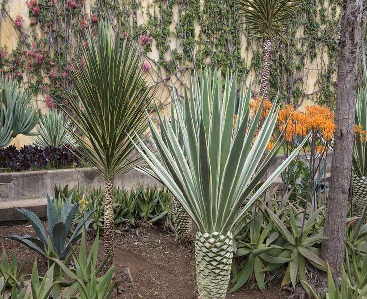 Overwintering Outdoor Yuccas: Essential Tips for Winter Survival