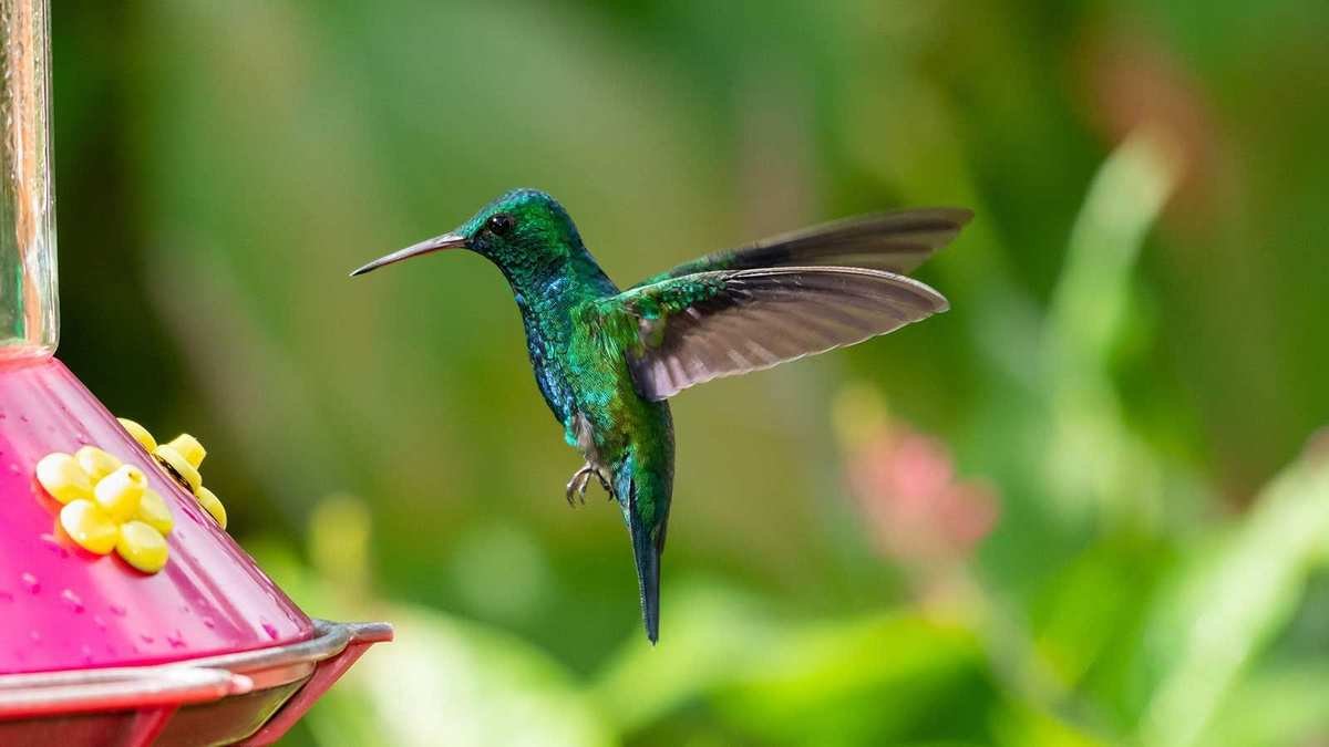 Effective Ways to Deter Ants from Hummingbird Feeders