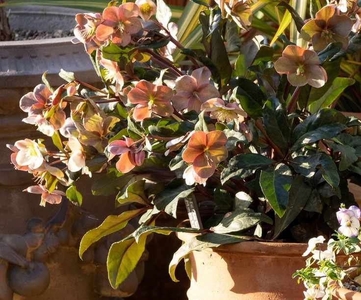 Hellebore flowering in container
