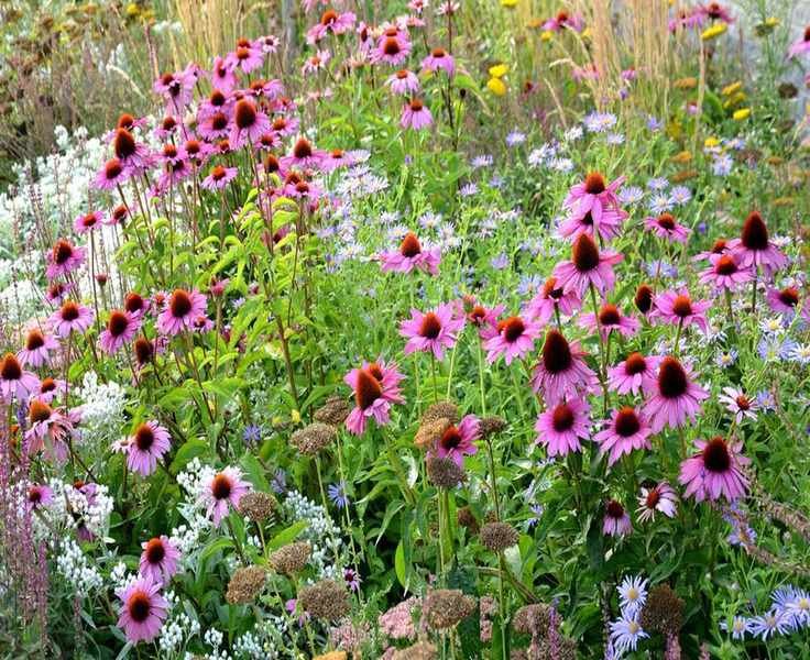 8 Perfect Perennial Plant Combinations for a Stunning Garden