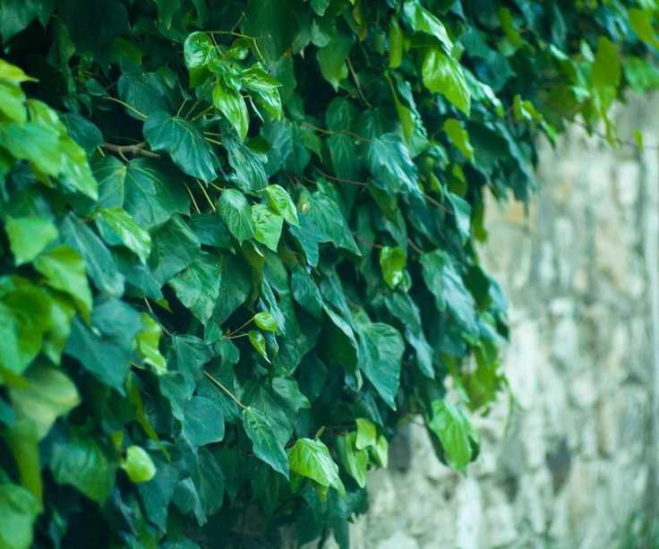 ivy growing on wall