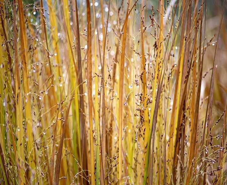 Top Ornamental Grasses for Privacy – 5 Excellent Choices for Your Garden