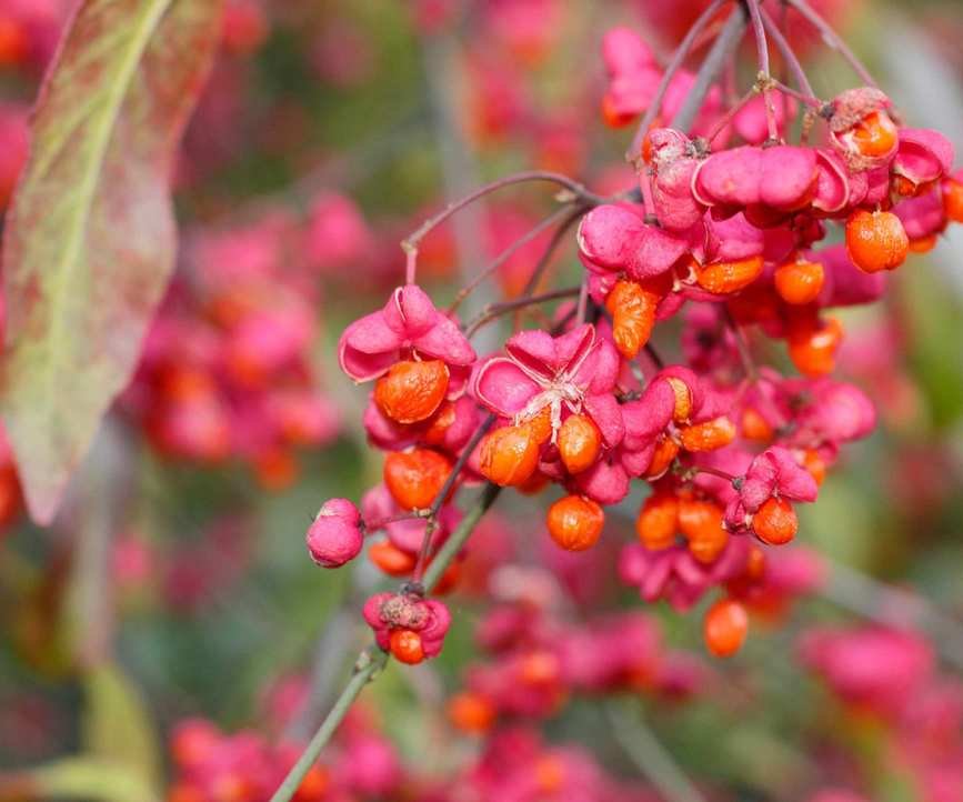 Euonymus europaeus 'Red Cascade' with berries