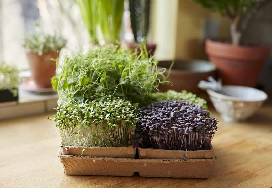 Exploring microgreens