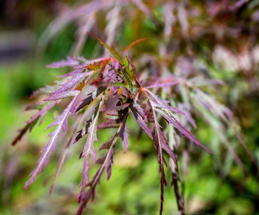 Red Dragon Acer