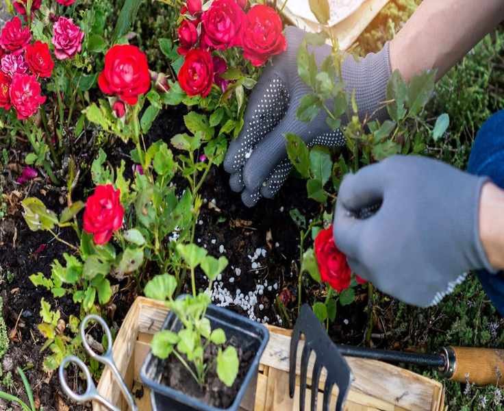 Fertilizing Roses: Timing Tips for Bigger, Healthier Blooms