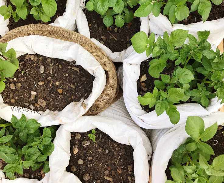 Growing Potatoes in a Bag: Your Complete Guide to Success