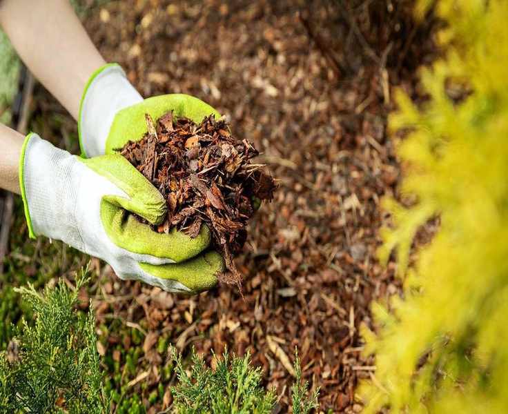 Timing Your Mulching for Flower Beds: Expert Tips to Follow