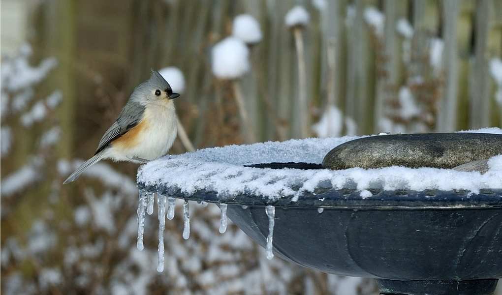 Keep Your Bird Bath from Freezing: 7 Effective Winter Strategies