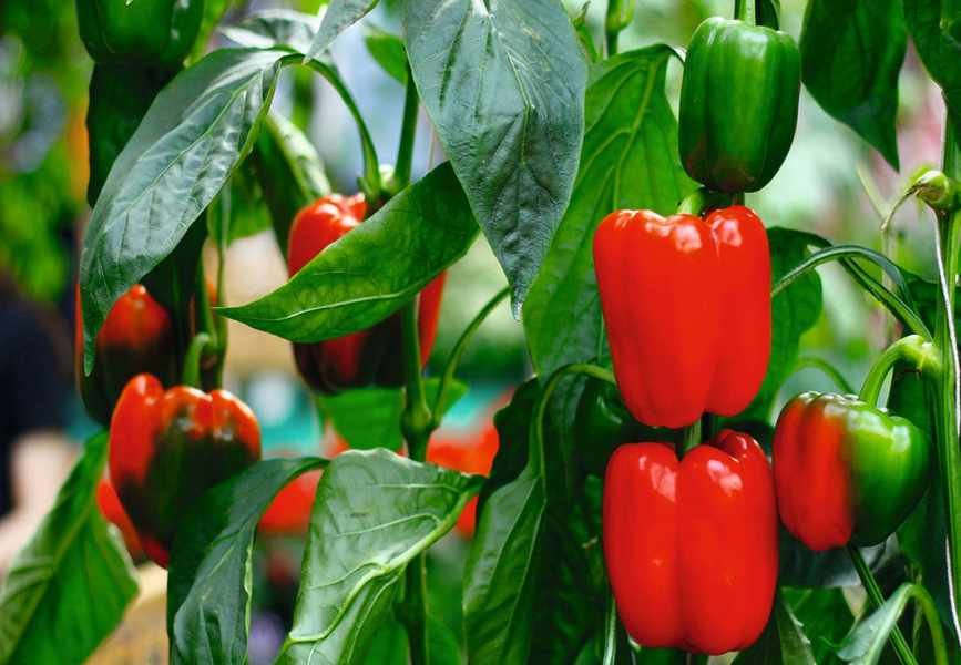 Essential Guide to Fertilizing Bell Peppers for a Bountiful Harvest