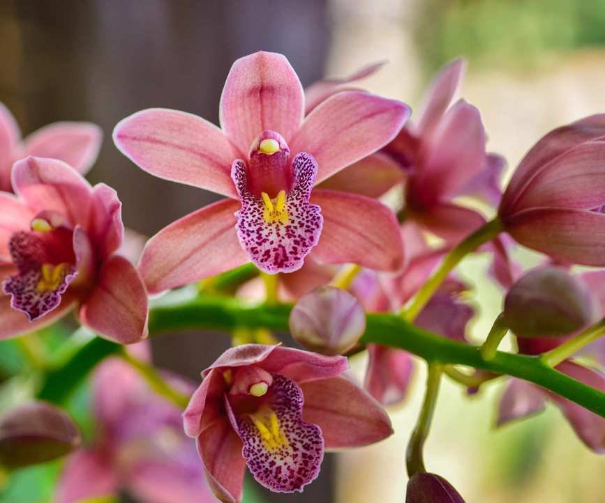 Boat orchid