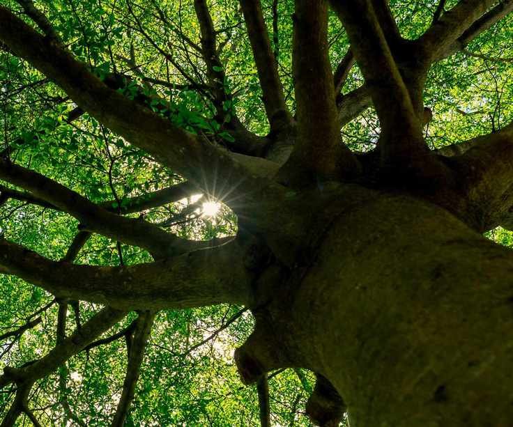 Looking up at the canopy of a large tree