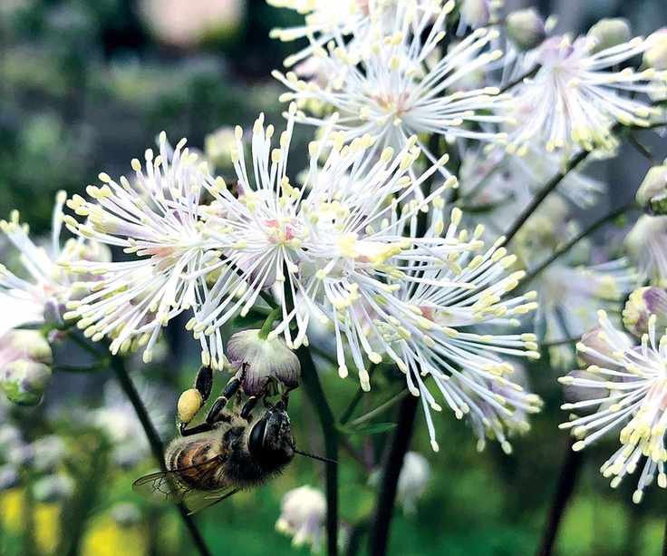 Thalictrum NIMBUS&amp;trade; &amp;lsquo;White&amp;rsquo;