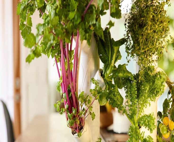 Exploring Hydroponic Gardening: Benefits and Drawbacks Revealed