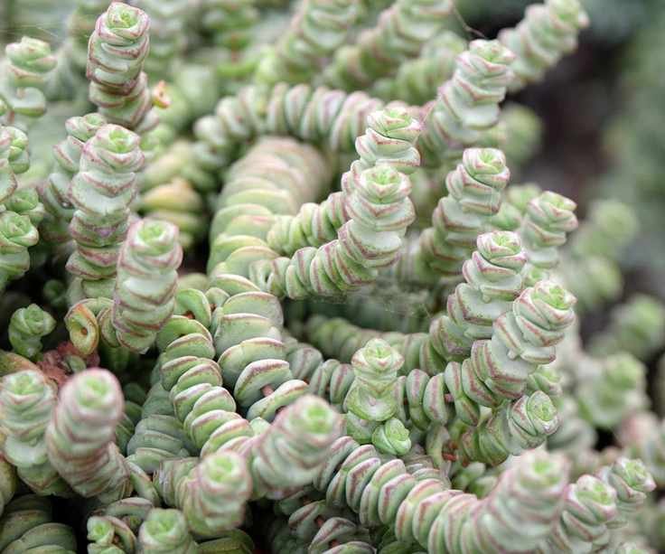 Jade necklace / crassula hottentot