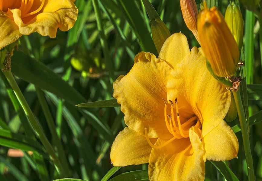 Growing Stella d'Oro Daylilies: Tips for Vibrant Blooms in Your Garden