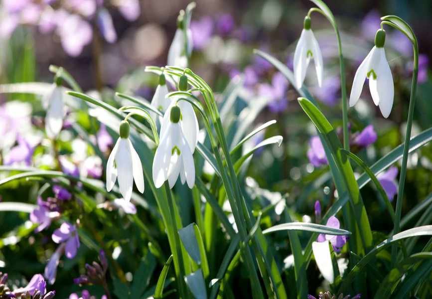 Planting Snowdrops: A Step-by-Step Guide for Your Garden