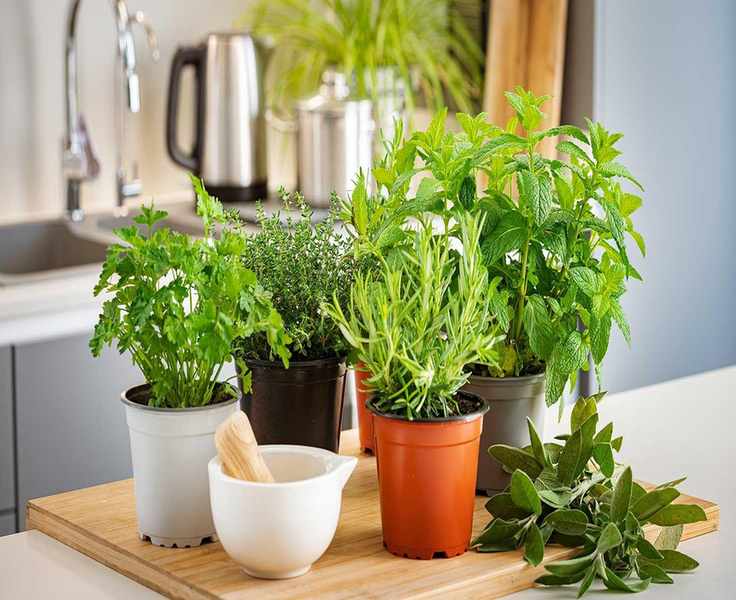 Tips to Extend the Life of Store-Bought Herbs Indoors