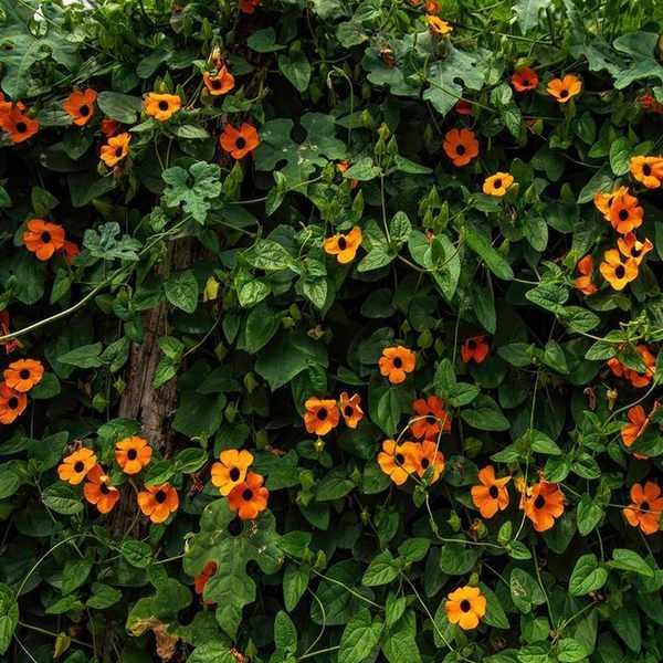 Black-eyed Susan vine (Thunbergia alata) cascading down a wall