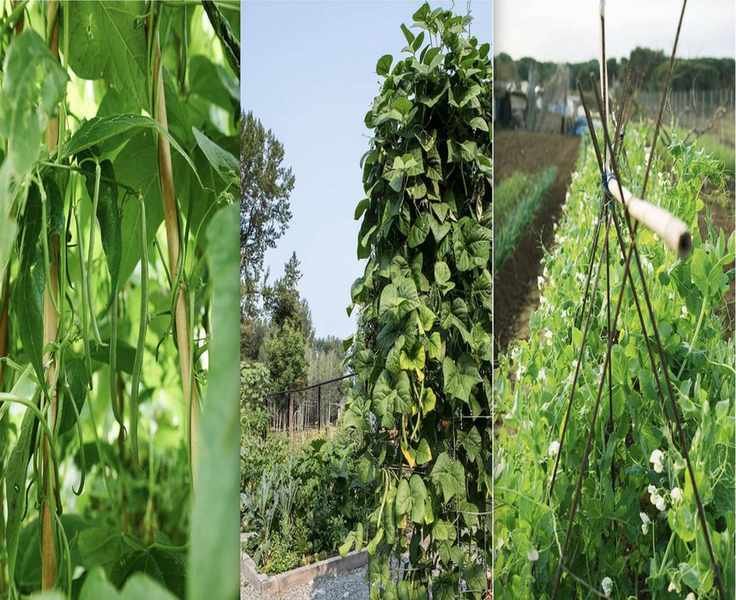 Timing Your Green Bean Harvest for Maximum Crispiness and Sweetness