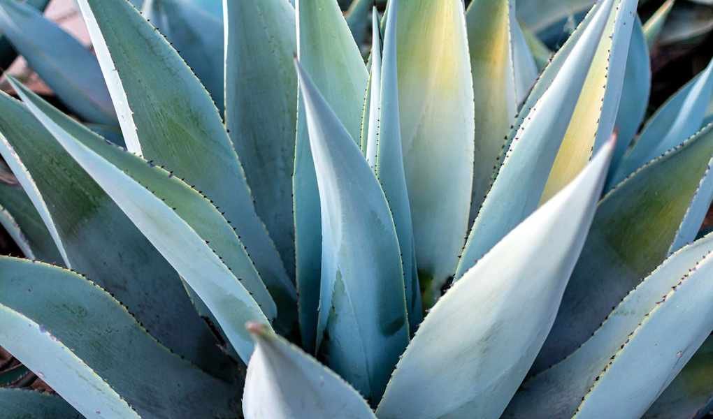 Top Agave Varieties to Add Stunning Flair to Your Garden
