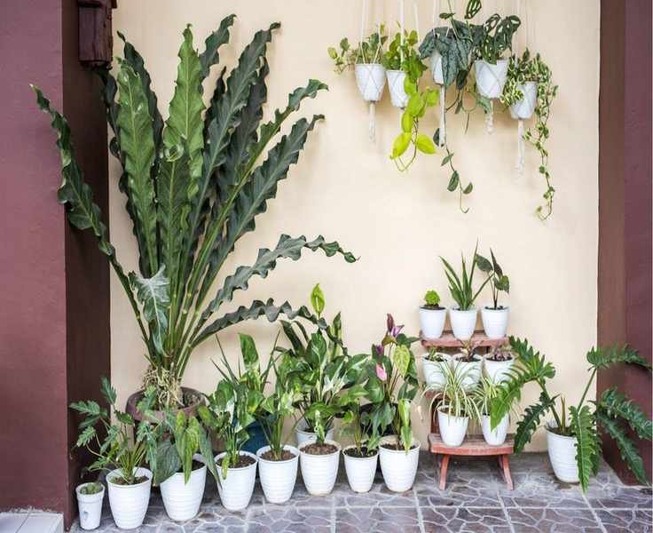 Why Moving Your Houseplants Outdoors This Summer Is Beneficial