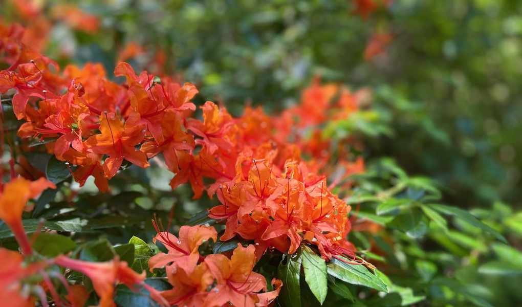 Reviving Old Rhododendron Plants: Essential Pruning Techniques