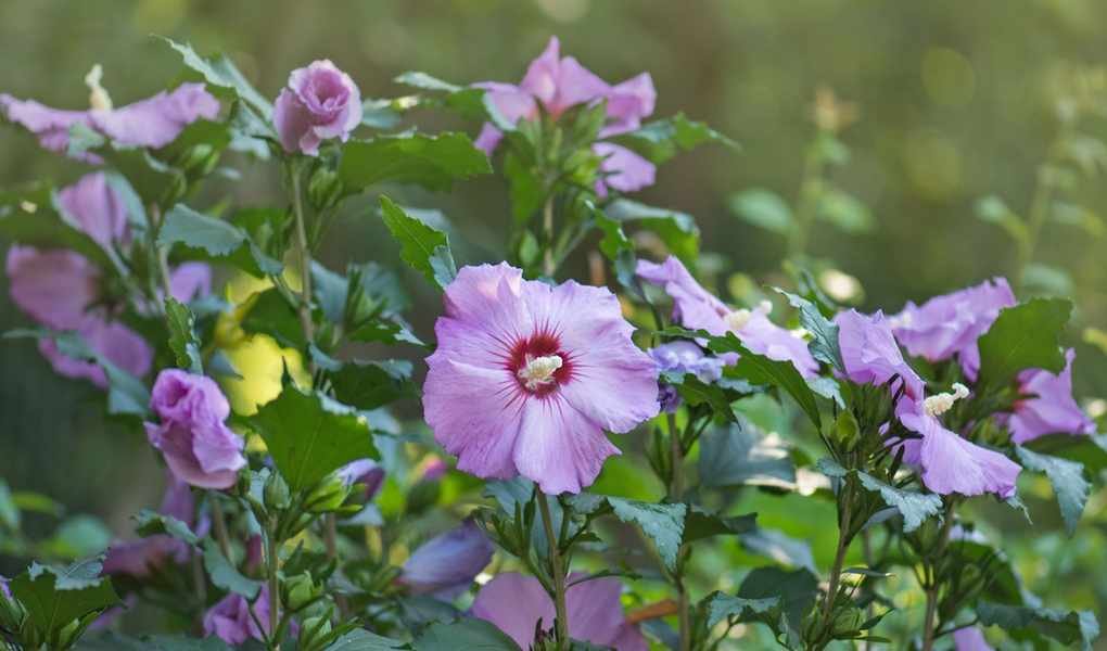 Essential Tips for Preparing Hibiscus for Winter Care
