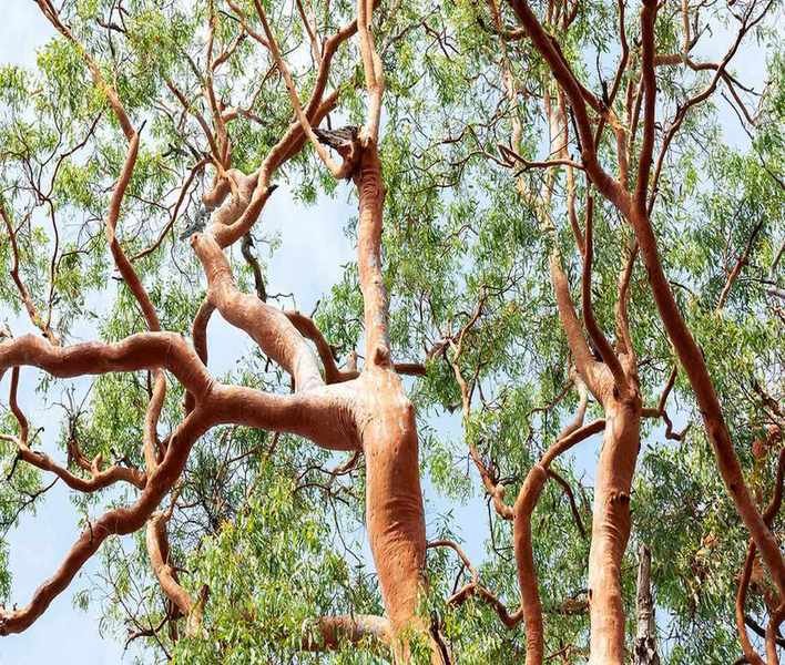 7 Trees to Avoid in a Small Backyard – Don't Let Space Go to Waste