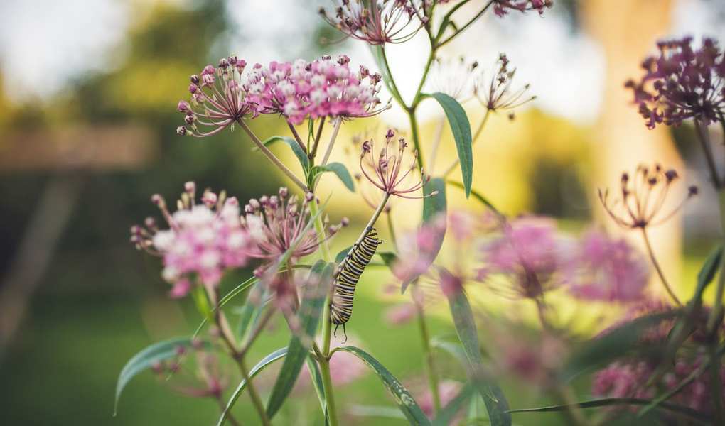 Understanding Native Planting: A Guide to Eco-Friendly Gardening