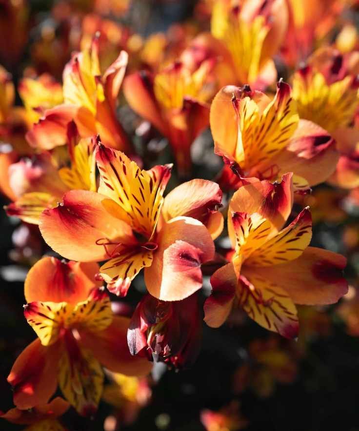 Alstroemeria 'Third Harmonic'